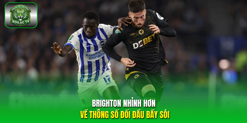 Brighton nhỉnh hơn về thông số đối đầu Bầy sói